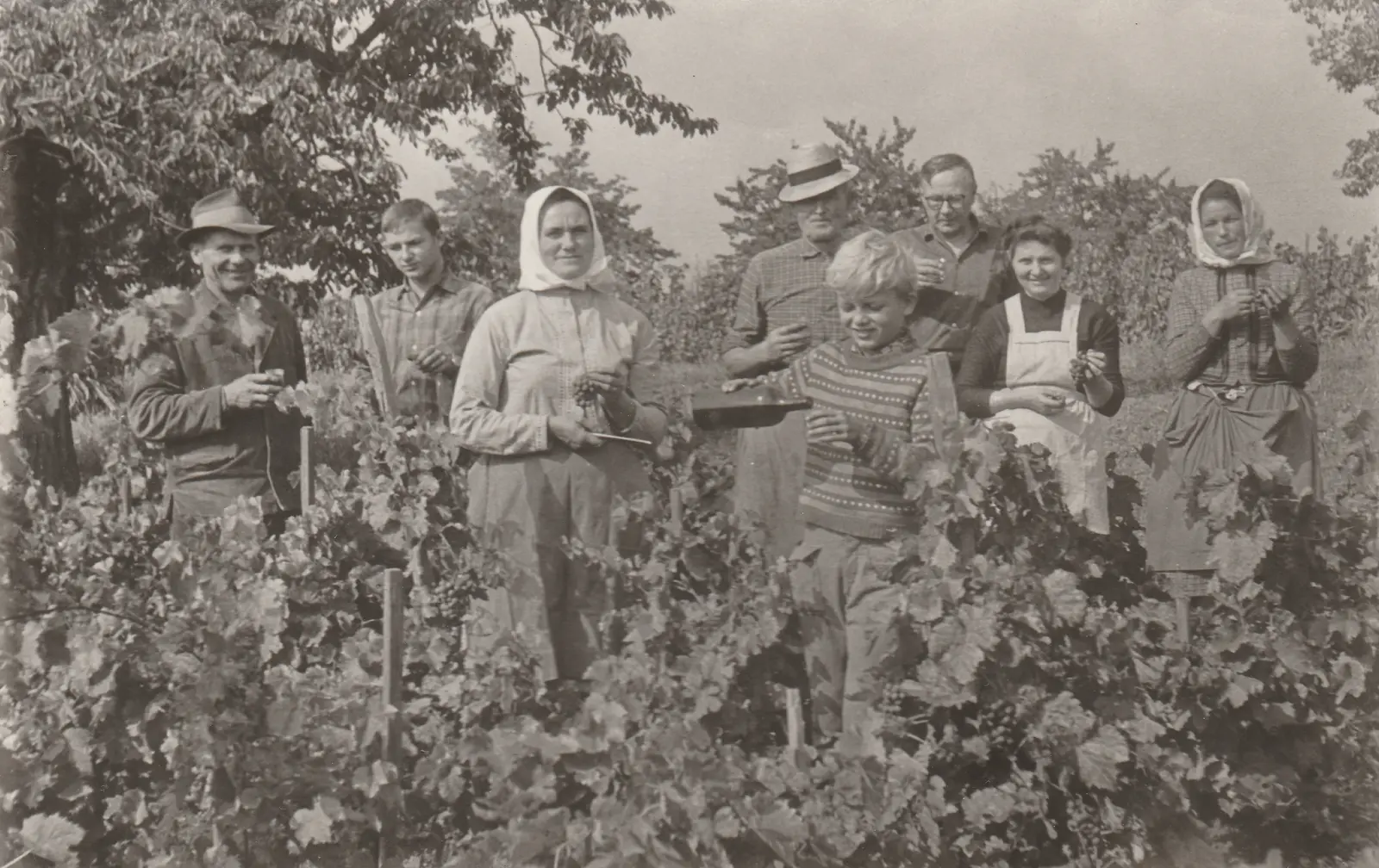 Kresba historického vinařství Víno Bohun